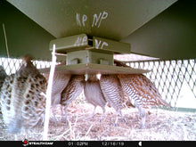 Load image into Gallery viewer, Quail Safe Feeder
